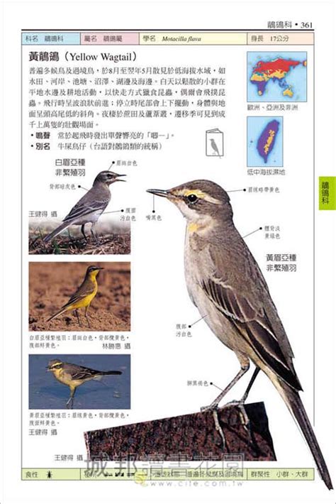 像麻雀的鳥|台灣鳥類網路圖鑑